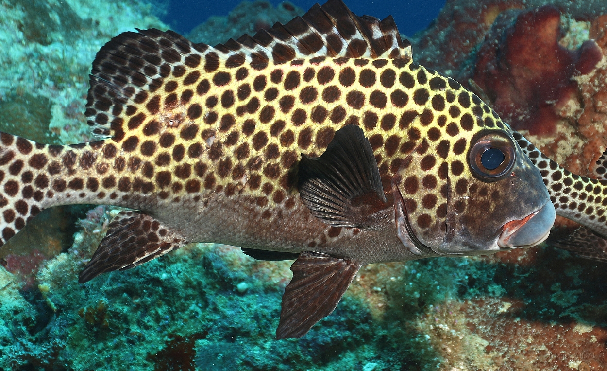 Sipadan_2015_Diagramme arlequin_Plectorhinchus chaetodonoides_IMG_3265_rc.jpg